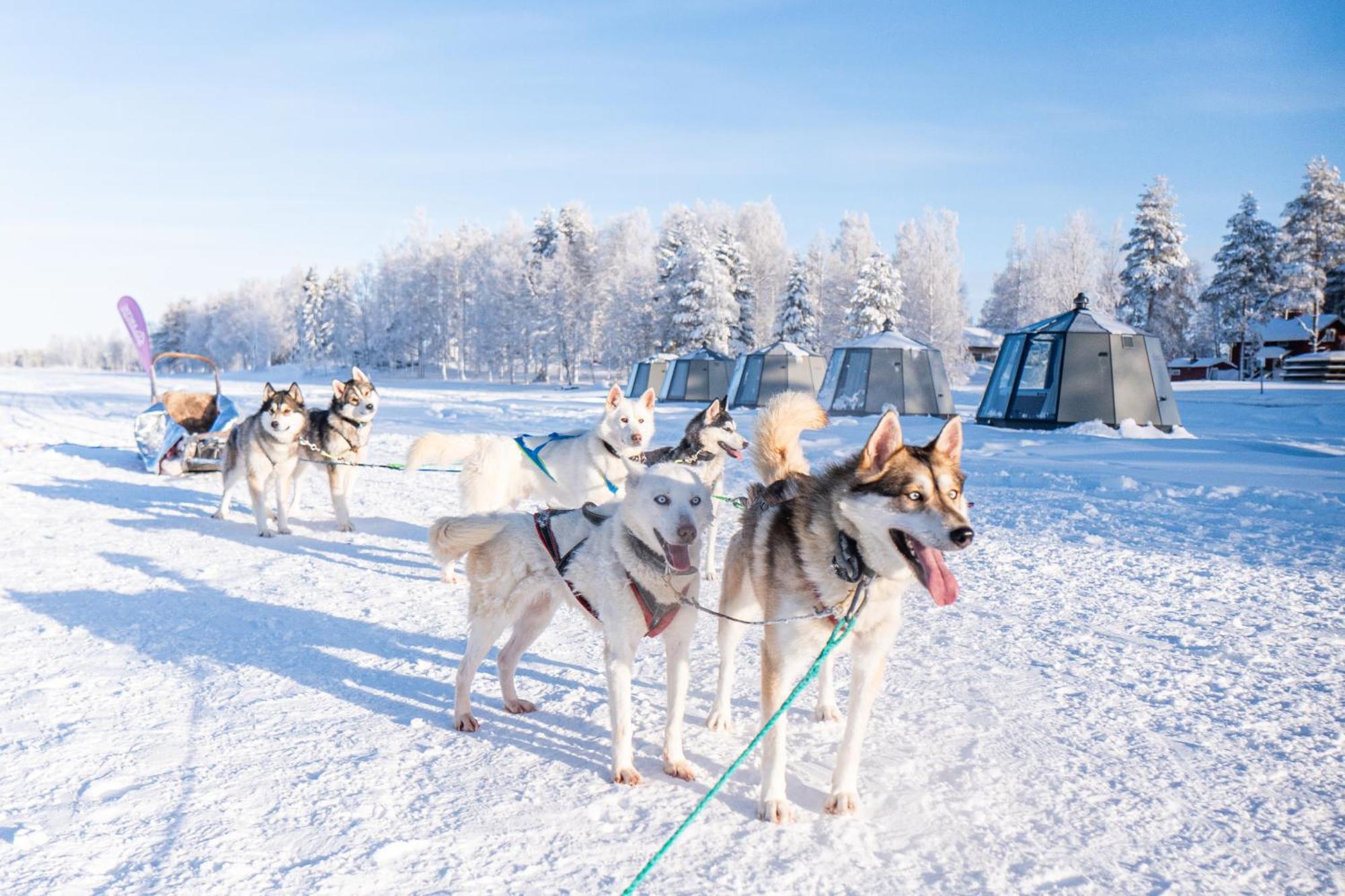 Arctic Guesthouse & Igloos Ranua Εξωτερικό φωτογραφία